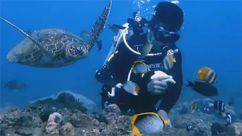 當海草吃？　小琉球海龜來回啃食潛水教練頭髮　同行者笑翻