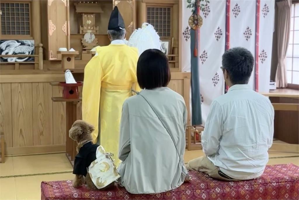 快新聞/毛小孩是家人!日本神社開辦「寵物七五三」服務 廣獲飼主好評