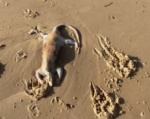 澳洲海灘驚見詭異外星生物！長尾無毛屍「頭骨外露」驚悚畫面曝光