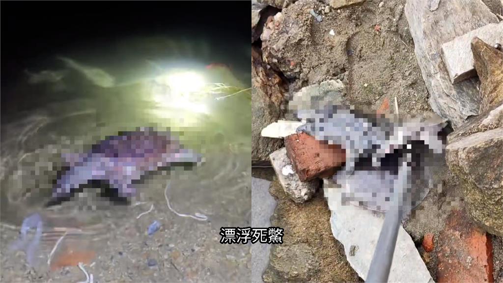 中國流行奇葩放生！道士率眾「丟水果+動物」畫面曝…烏龜幾乎全死光