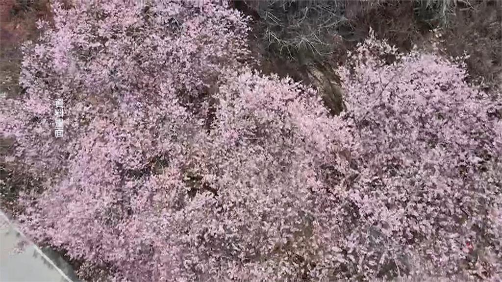 武陵農場櫻花季估２／８登場　國民賓館開放訂房１分鐘秒殺