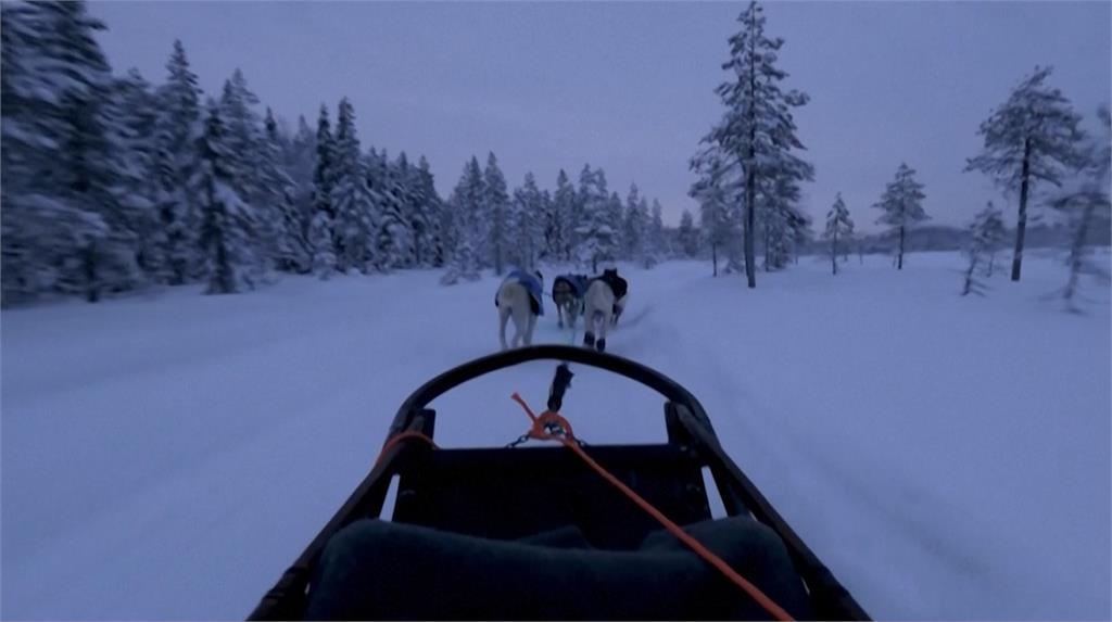 芬蘭「哈士奇雪橇探險」　載旅客遨遊雪地森林成冬季超熱門活動