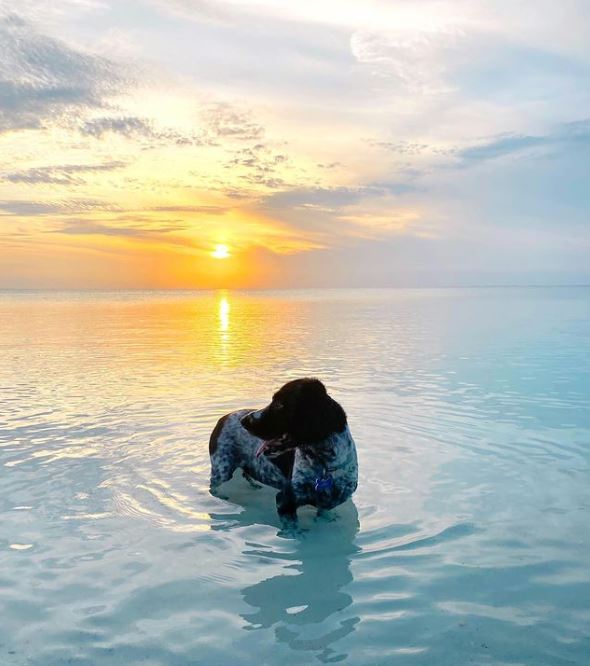 當汪星人交了一條「海豚朋友」是什麼體驗？網友驚嘆：像極了認識數十年的老朋友！