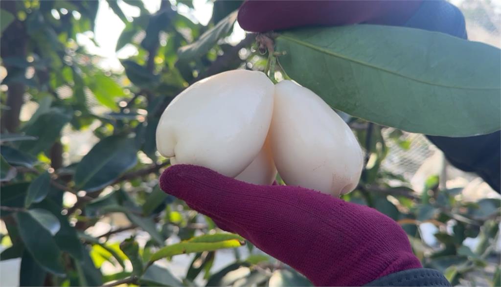 蓮霧大王20年研發數十種新品種　改良精進打造「蓮霧王國」