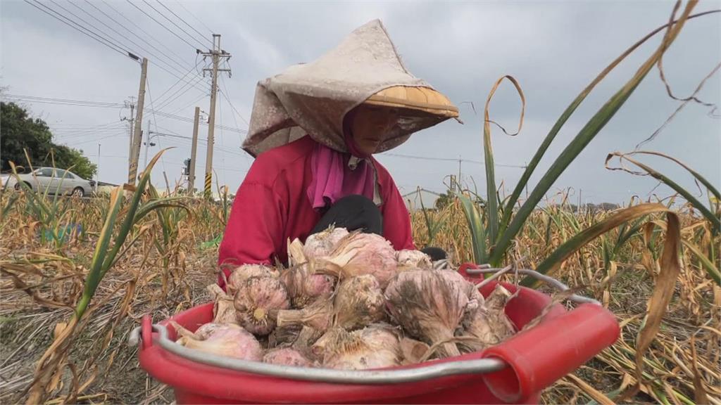 雲林縣府積極推廣鮮食大蒜　打造當地特色品牌走向國際