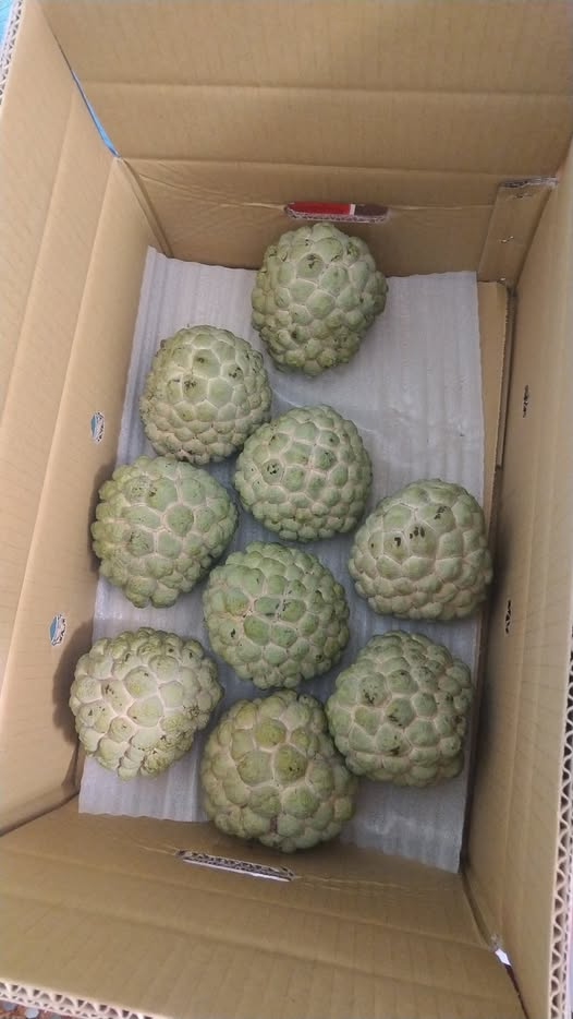 台灣1水果「像外星人分娩」日人看了都害怕!連館長也嫌棄:台人很少吃