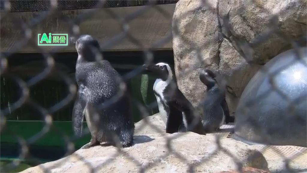 美國阿肯色州極端高溫 當地動物園暫停開放一週