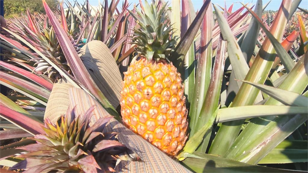 快新聞／美國又出手挺台！農業部證實：同意進口我國「這水果」　理由曝光　