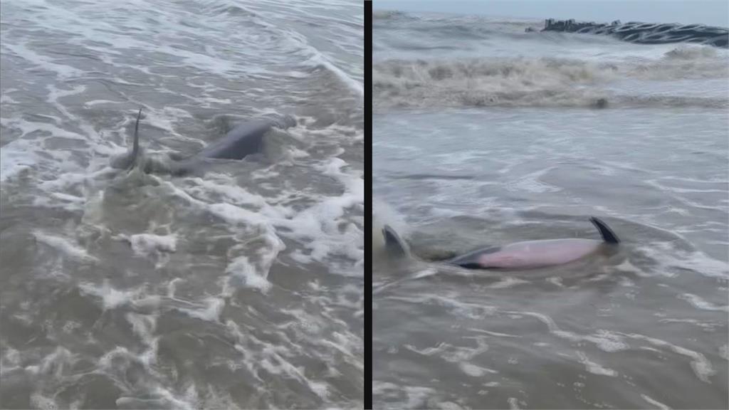 瓶鼻海豚擱淺黃金海岸沙灘　民眾合力抬入海又被衝上岸