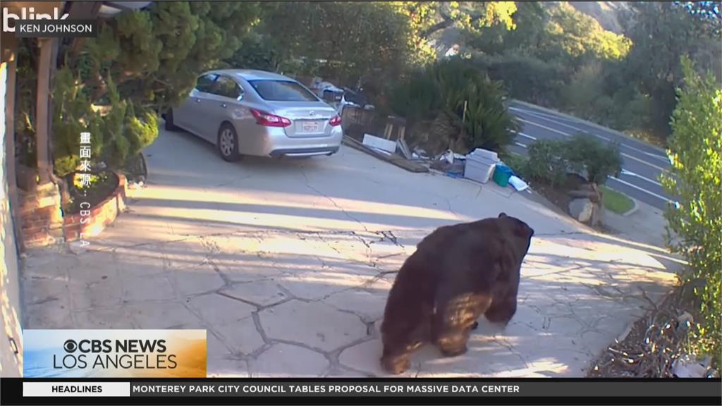 熊熊版「寄生上流」 美國250公斤黑熊窩居地下室