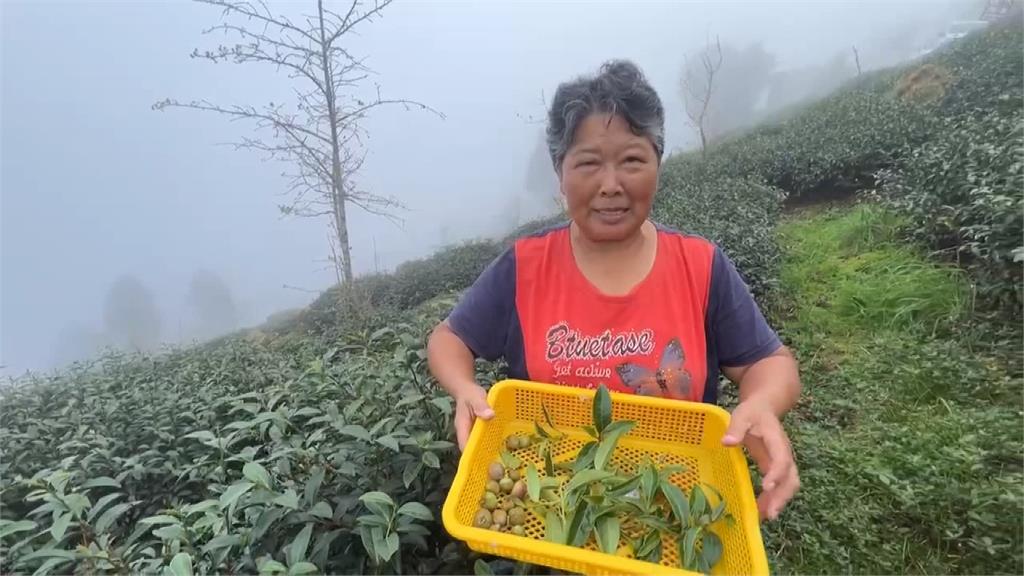 「獼猴採茶工」入侵嘉義茶園? 出沒偷吃這個