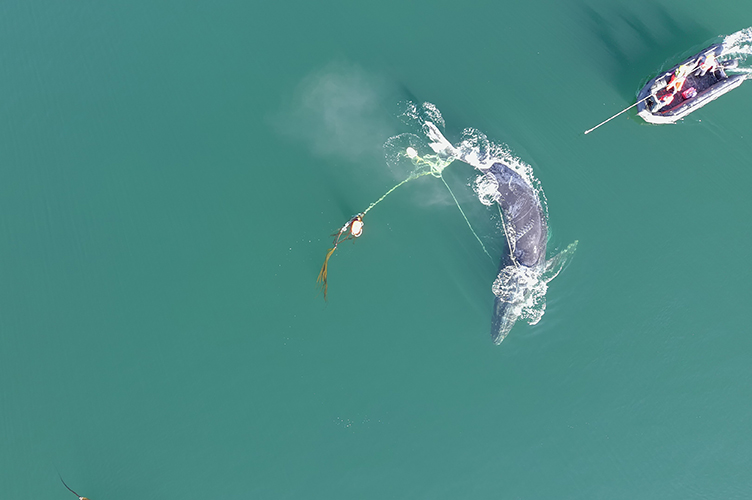 座頭鯨遭136公斤蟹籠纏身！受困求救畫面曝光　悲鳴3天最終獲救