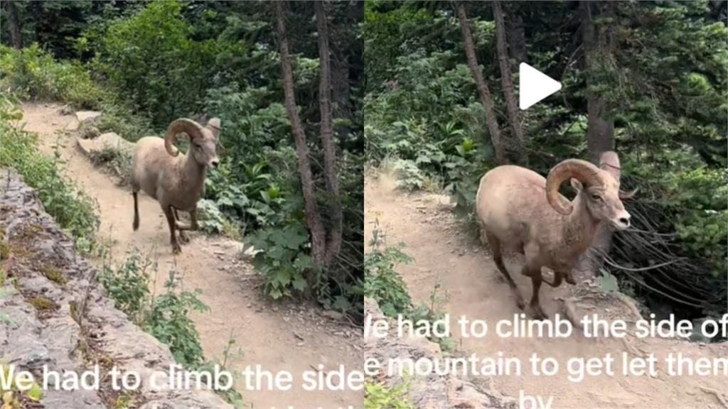 登山遇見「巨角神獸」霸氣擋路！正妹轉身一看竟是「稀奇國寶」奇幻片曝光