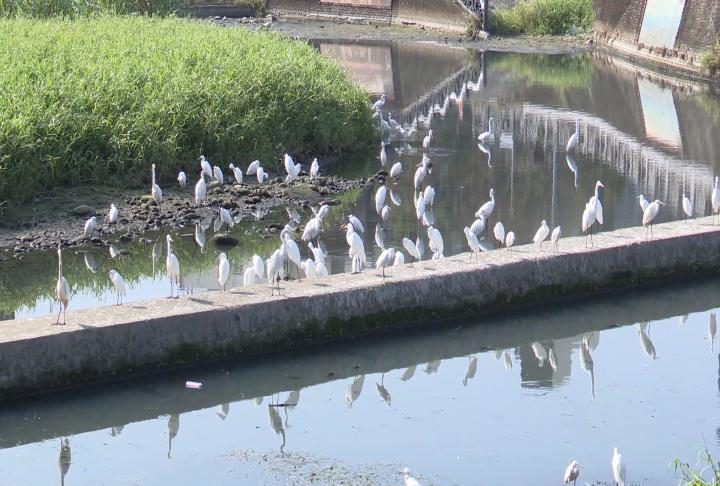 新竹豆子埔溪赫見大量魚群暴斃 縣府開3水井補水