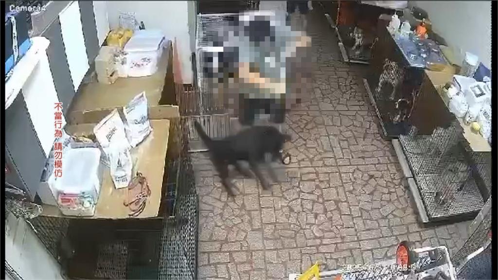 月花6萬送訓犬學校　飼主控愛犬遭不當對待