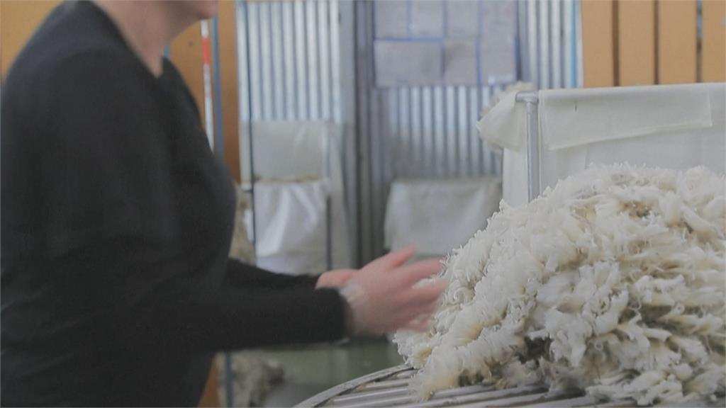 綿羊剃毛還有古典樂可以聽! 「快樂綿羊」牧場生產高品質羊毛