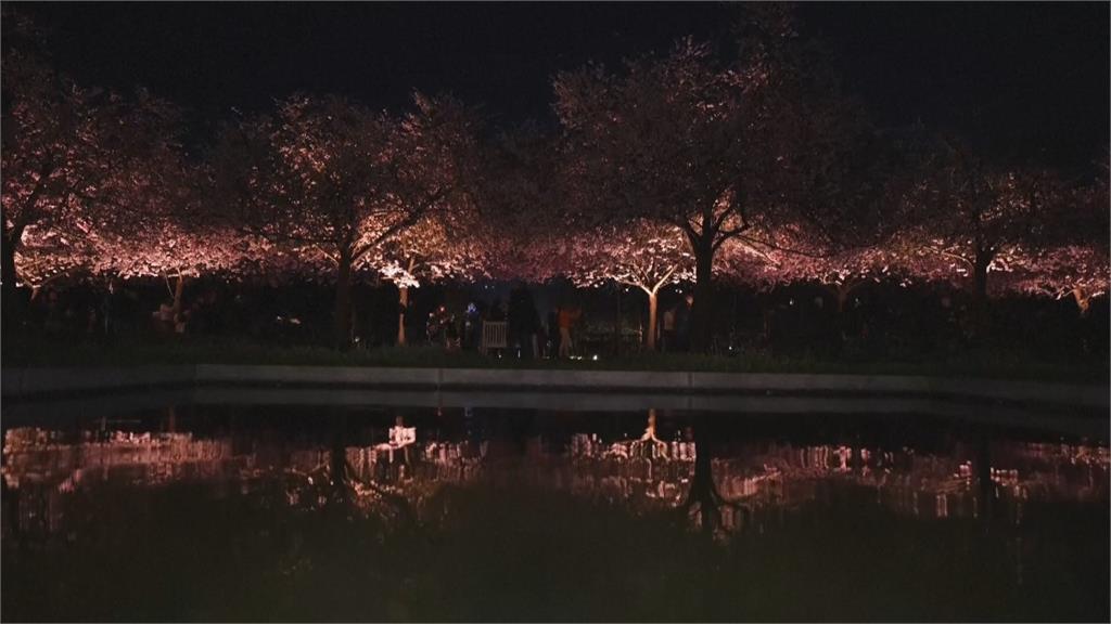 義大利維納利亞宮綻放櫻花　花期15天吸引大批人潮