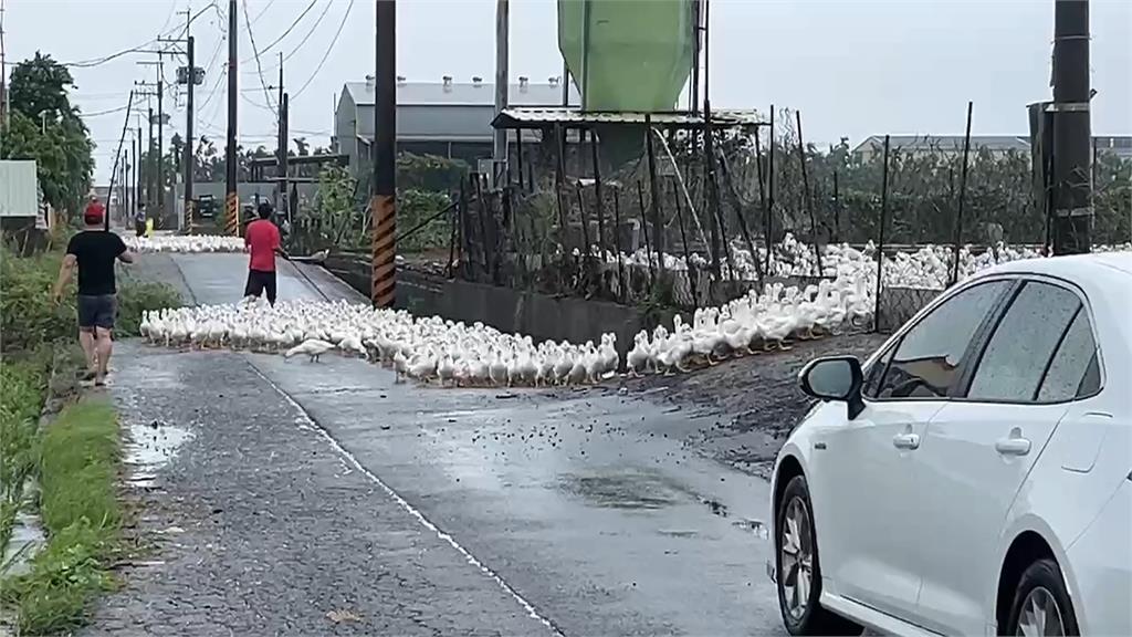 屏東萬丹養鴨場圍欄倒　菜鴨衝馬路大逃亡癱瘓交通