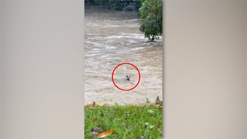 澳洲東部受氣旋侵襲 袋鼠洪水中漂流"剩一顆頭"