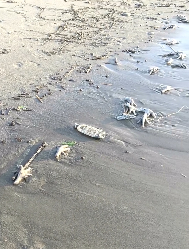 正宗「海底雞」？　台中松柏港賞海景驚見雞爪