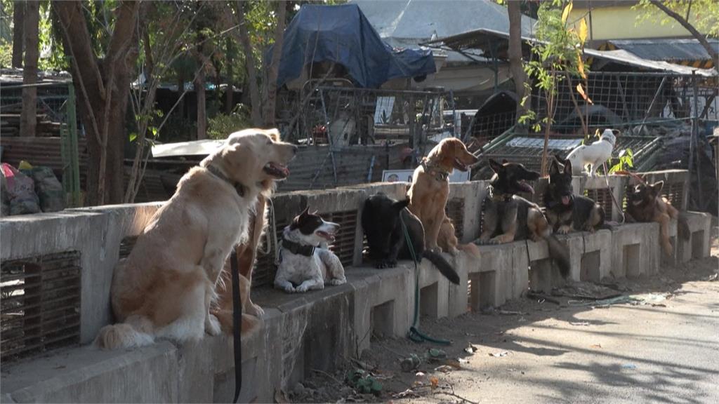 增加震災後搜救能量　菲國開設課程訓練寵物犬成搜救犬