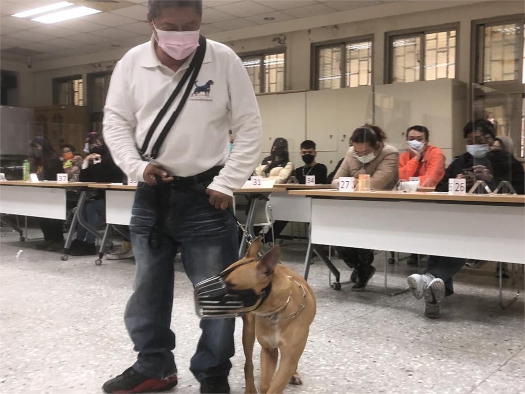 比特犬2度「自行開窗攻擊」緊咬路人不放!專家教戰「4招自保」:才會鬆口