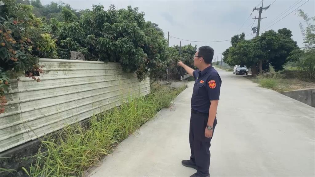 高雄玉荷包採收前夕連續遭竊! 果農心痛:損失慘重