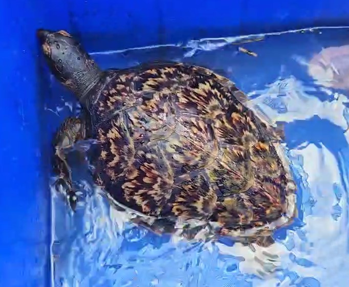 5歲玳瑁「全身纏網、沾油污」　潛水教練救援取名「里海」原因曝