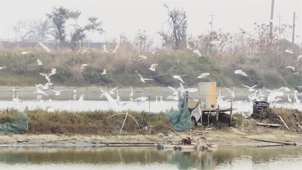 魚塭抽水換池成"候鳥Buffet" 上千鳥群擠魚塭享用大餐