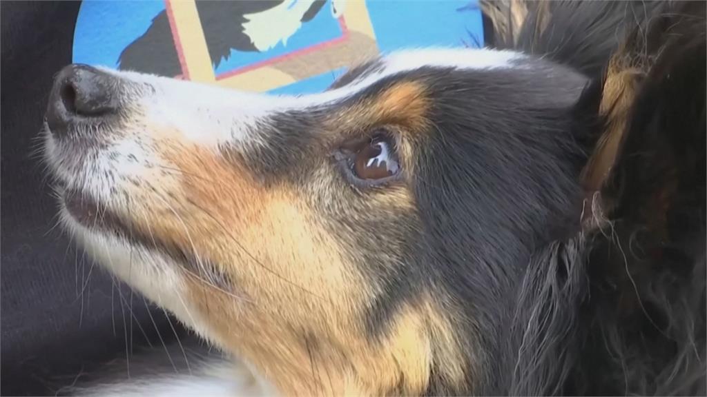美國毛小孩超級盃 西敏犬展添新項目狗狗跳水
