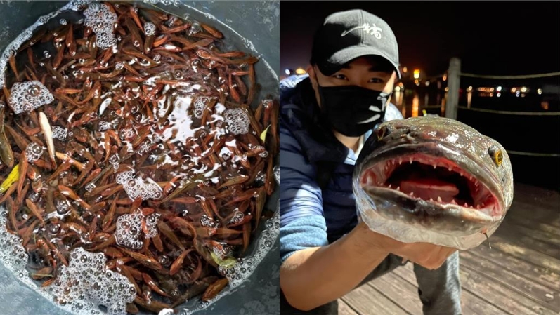 惡霸魚虎進化成「攔路虎」 上鉤魚驚悚「下身消失」釣友看傻:全摃龜