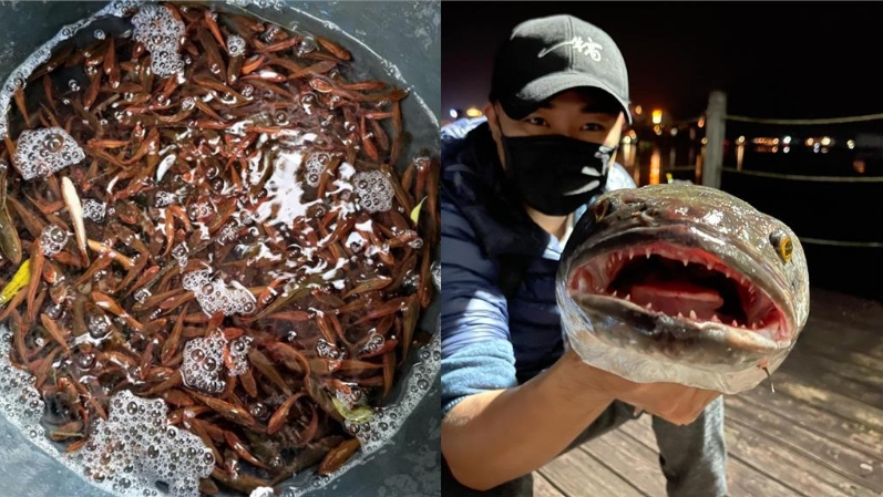 惡霸魚虎進化成「攔路虎」　上鉤魚驚悚「下身消失」釣友看傻：全摃龜