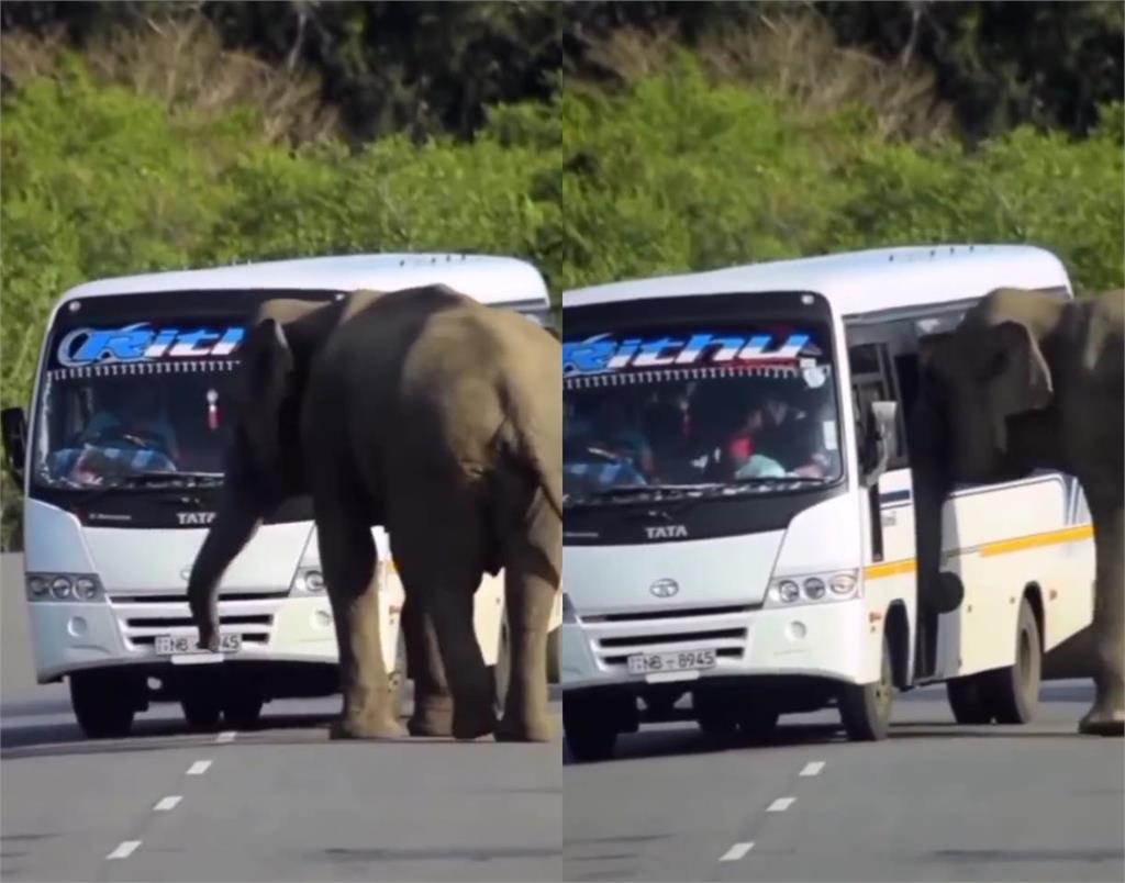 真的載不動！大象攔下小巴士想「搭便車」　硬擠門口「險翻覆」網看傻