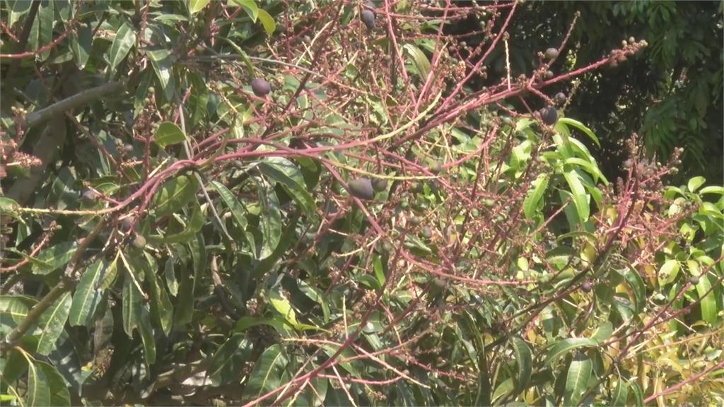 焚風┼溫差大! 台南芒果產量減、收成恐剩2成