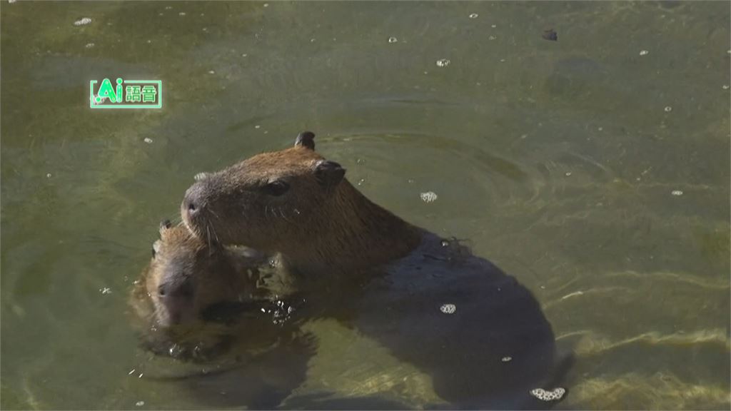 舊金山動物園睽違8年再迎來水豚! 可愛模樣吸引遊客爭相拍照