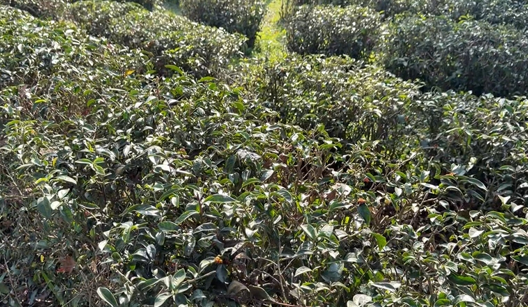 向陽面茶場少更顯珍貴　梨山茶一斤上萬元、日本人也瘋搶