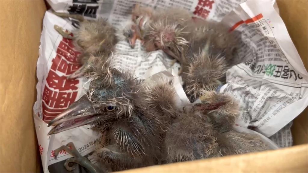 國道一號甲線工程砍倒鷺鷥林　繁殖季慘害雛鳥落地亡