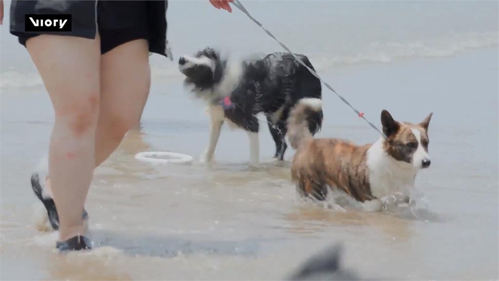 南韓花地海水域場變毛小孩遊樂場! 人狗沙灘戲水玩樂