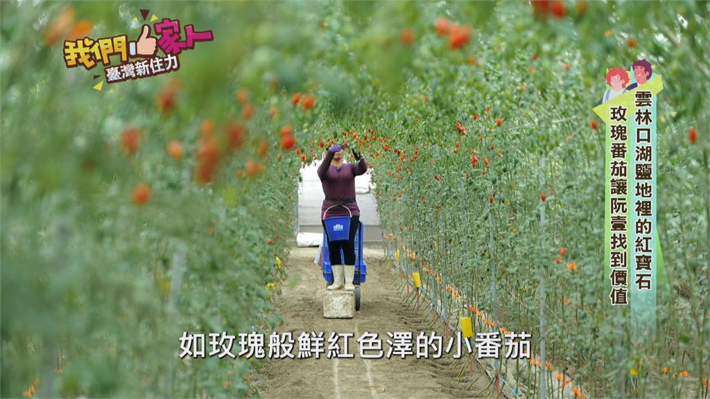 雲林口湖惡地裡的紅寶石 越南新住民種出酸甜玫瑰番茄