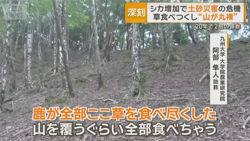 日本野鹿氾濫啃光山坡雜草　恐成引發土石災害元凶