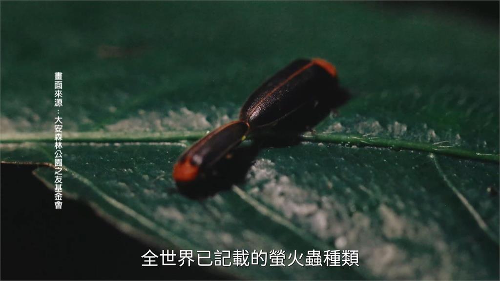 音樂點亮夜空！大安森林公園螢火蟲季10週年　簡文秀.三金歌王殷正洋同台飆唱