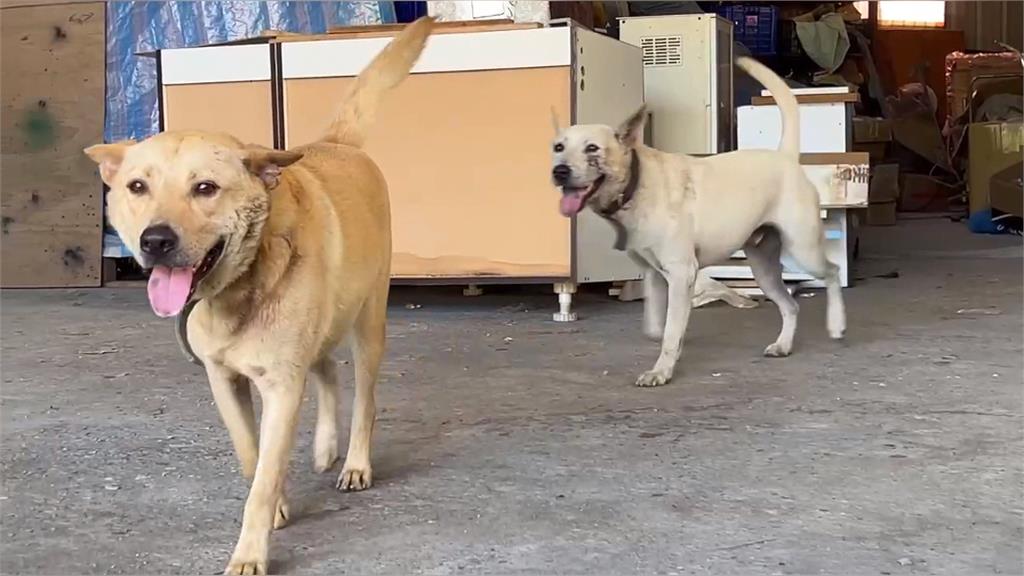 奇！神犬拖「仙鶴童子」逛大街　網笑稱：去遶境了