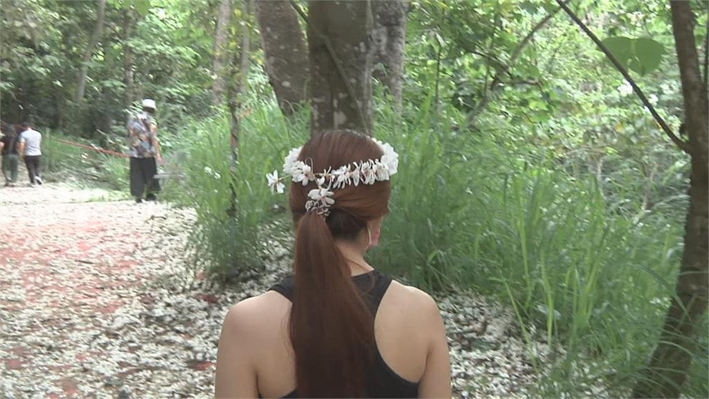 彰化八卦山油桐花開9成 美景有如四月雪