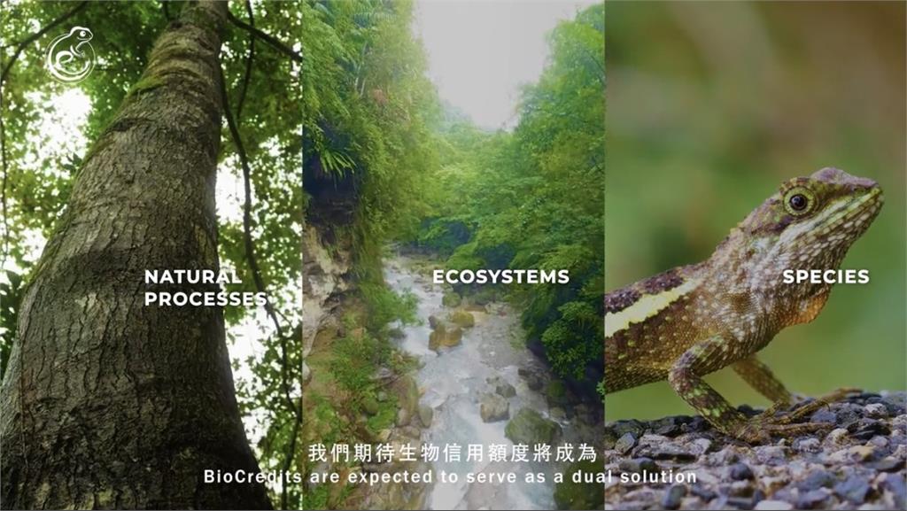 躍上國際!台大教授蔡明哲WCS演說 攜手元杉森林前瞻性生物信用示範林