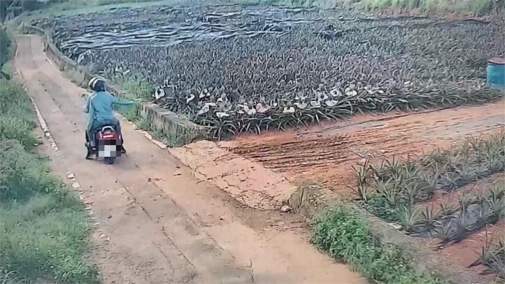 鴛鴦盜光顧鳳梨田 抱走6顆金鑽鳳梨"還認真挑選"