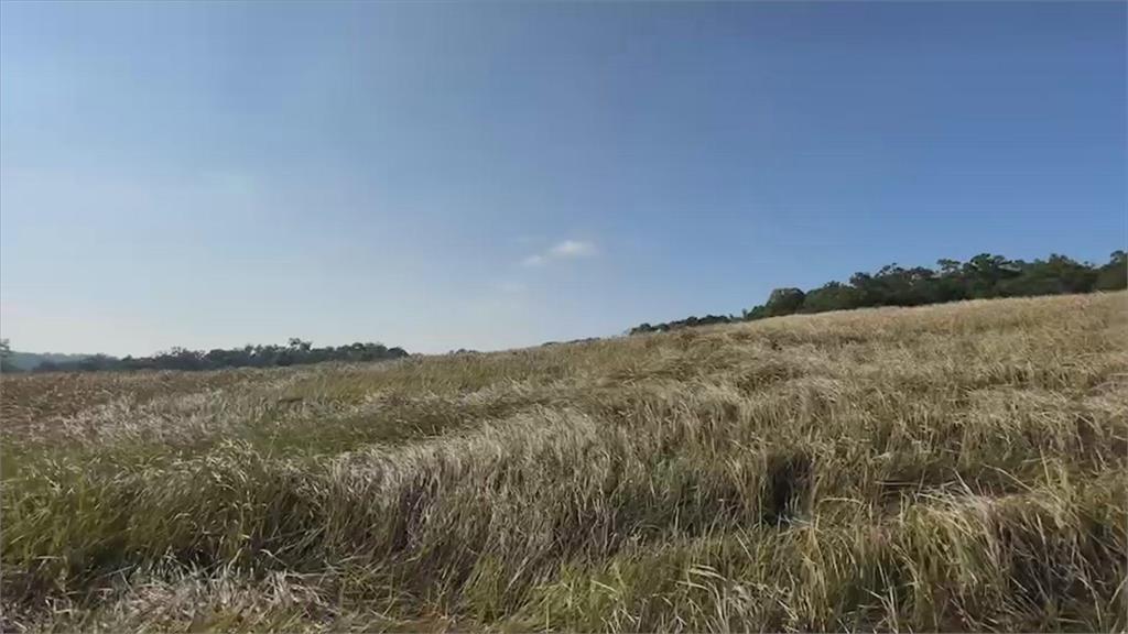 新化畜產試驗所驚現草鴞　農林署首創「圍網護巢」保育生態