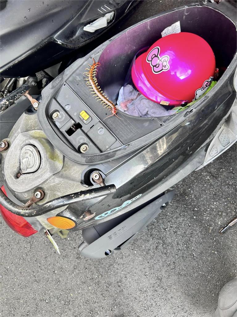 超恐怖!家長準備載兒上課 一開車廂驚見超肥「巨無霸蜈蚣」