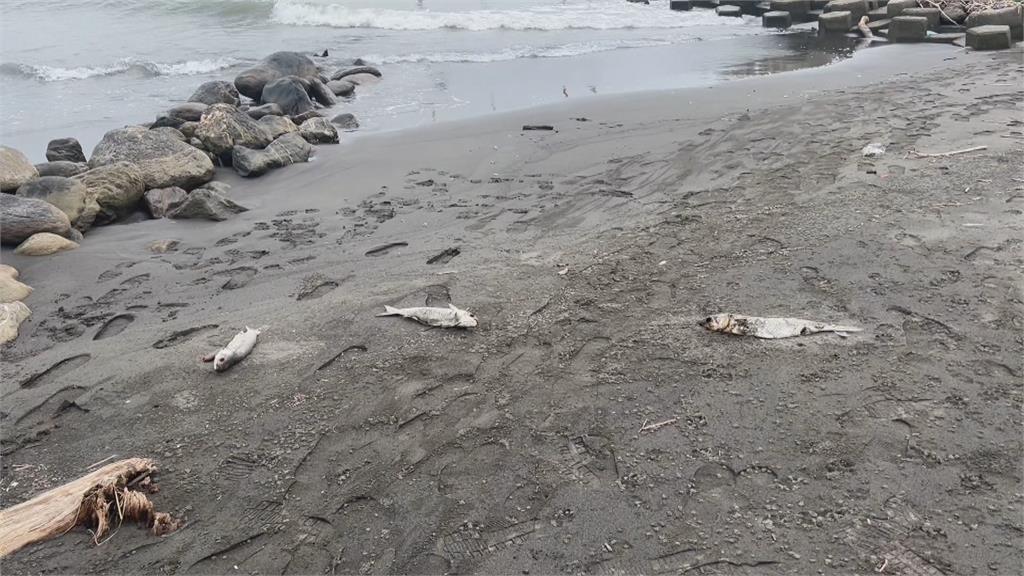 草莓水傷　水梨花苞發霉　野生烏魚群暴斃