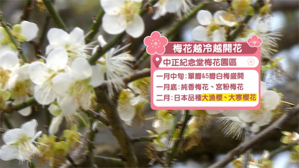 中正紀念堂白梅花盛開　民眾攜家帶眷賞梅拍照