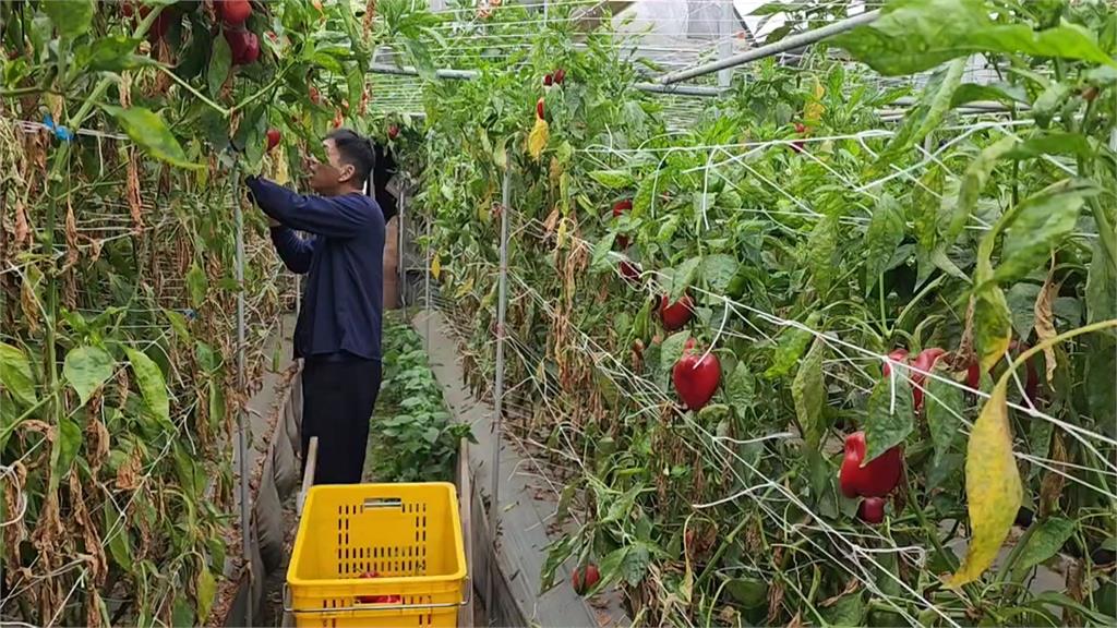 合歡山頂清晨最大陣風13級　南投仁愛農民搶收蔬果